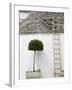 Ladder and Potted Tree, Trulli Houses, Alberobello, Puglia, Italy-Walter Bibikow-Framed Photographic Print