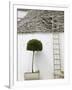 Ladder and Potted Tree, Trulli Houses, Alberobello, Puglia, Italy-Walter Bibikow-Framed Photographic Print