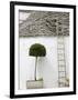 Ladder and Potted Tree, Trulli Houses, Alberobello, Puglia, Italy-Walter Bibikow-Framed Photographic Print