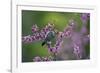 Ladder-backed woodpecker male feeding, Texas, USA-Rolf Nussbaumer-Framed Photographic Print