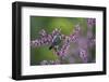 Ladder-backed woodpecker male feeding, Texas, USA-Rolf Nussbaumer-Framed Photographic Print