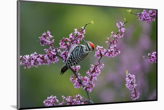 Ladder-backed woodpecker male feeding, Texas, USA-Rolf Nussbaumer-Mounted Photographic Print