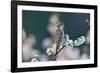 Ladder-backed woodpecker male perched on Mexican plum-Rolf Nussbaumer-Framed Photographic Print