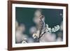 Ladder-backed woodpecker male perched on Mexican plum-Rolf Nussbaumer-Framed Photographic Print