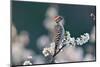 Ladder-backed woodpecker male perched on Mexican plum-Rolf Nussbaumer-Mounted Photographic Print