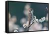 Ladder-backed woodpecker male perched on Mexican plum-Rolf Nussbaumer-Framed Stretched Canvas