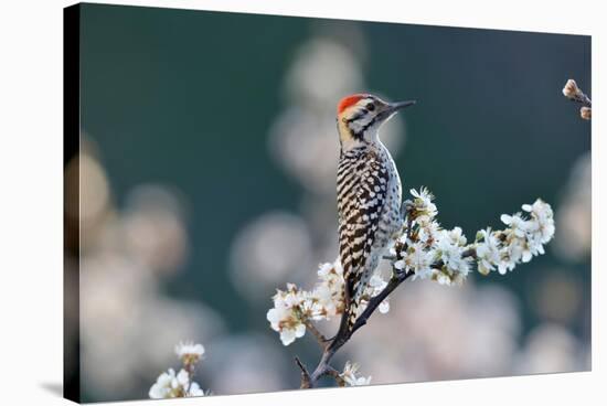 Ladder-backed woodpecker male perched on Mexican plum-Rolf Nussbaumer-Stretched Canvas