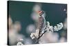 Ladder-backed woodpecker male perched on Mexican plum-Rolf Nussbaumer-Stretched Canvas