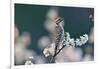 Ladder-backed woodpecker male perched on Mexican plum-Rolf Nussbaumer-Framed Photographic Print