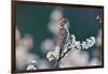 Ladder-backed woodpecker male perched on Mexican plum-Rolf Nussbaumer-Framed Photographic Print