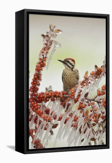 Ladder-backed Woodpecker  perched on icy branch of Yaupon Holly with berries, Hill Country, Texas-Rolf Nussbaumer-Framed Stretched Canvas