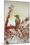 Ladder-backed Woodpecker  perched on icy branch of Yaupon Holly with berries, Hill Country, Texas-Rolf Nussbaumer-Mounted Photographic Print