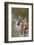 Ladder-backed Woodpecker  perched on icy branch of Yaupon Holly with berries, Hill Country, Texas-Rolf Nussbaumer-Framed Photographic Print