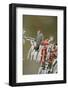 Ladder-backed Woodpecker  perched on icy branch of Yaupon Holly with berries, Hill Country, Texas-Rolf Nussbaumer-Framed Photographic Print