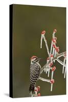 Ladder-backed Woodpecker perched on icy Possum Haw Holly, Hill Country, Texas, USA-Rolf Nussbaumer-Stretched Canvas