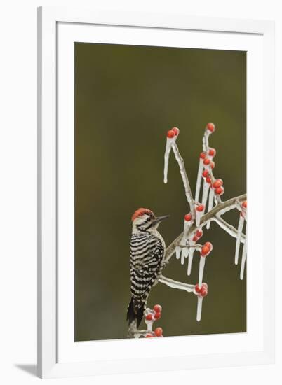 Ladder-backed Woodpecker perched on icy Possum Haw Holly, Hill Country, Texas, USA-Rolf Nussbaumer-Framed Premium Photographic Print