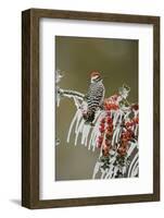 Ladder-backed Woodpecker perched on icy Yaupon Holly, Hill Country, Texas, USA-Rolf Nussbaumer-Framed Photographic Print