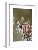 Ladder-backed Woodpecker perched on icy Yaupon Holly, Hill Country, Texas, USA-Rolf Nussbaumer-Framed Photographic Print