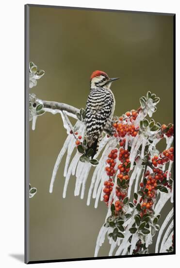 Ladder-backed Woodpecker perched on icy Yaupon Holly, Hill Country, Texas, USA-Rolf Nussbaumer-Mounted Photographic Print