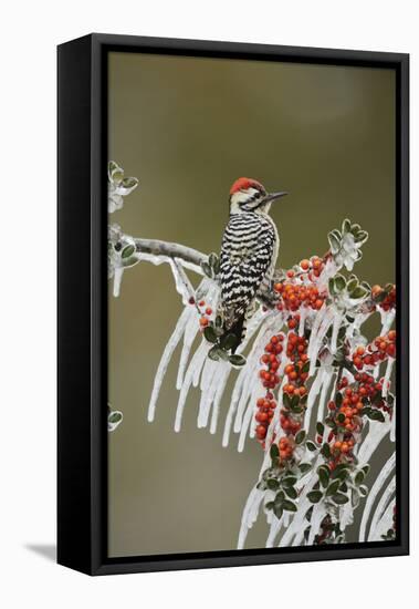 Ladder-backed Woodpecker perched on icy Yaupon Holly, Hill Country, Texas, USA-Rolf Nussbaumer-Framed Stretched Canvas