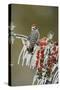 Ladder-backed Woodpecker perched on icy Yaupon Holly, Hill Country, Texas, USA-Rolf Nussbaumer-Stretched Canvas