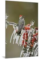 Ladder-backed Woodpecker perched on icy Yaupon Holly, Hill Country, Texas, USA-Rolf Nussbaumer-Mounted Premium Photographic Print