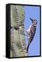 Ladder-Backed Woodpecker-Hal Beral-Framed Stretched Canvas