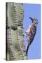 Ladder-Backed Woodpecker-Hal Beral-Stretched Canvas