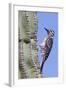 Ladder-Backed Woodpecker-Hal Beral-Framed Photographic Print