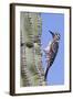 Ladder-Backed Woodpecker-Hal Beral-Framed Photographic Print