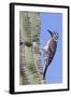 Ladder-Backed Woodpecker-Hal Beral-Framed Photographic Print