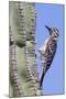 Ladder-Backed Woodpecker-Hal Beral-Mounted Photographic Print