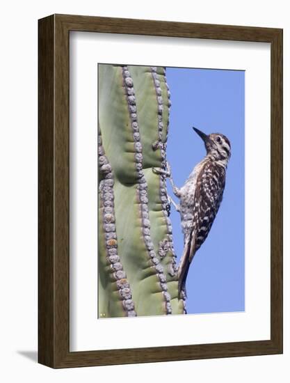 Ladder-Backed Woodpecker-Hal Beral-Framed Photographic Print