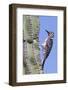 Ladder-Backed Woodpecker-Hal Beral-Framed Photographic Print