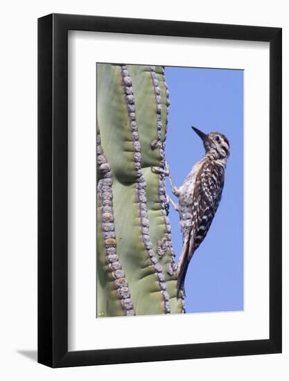 Ladder-Backed Woodpecker-Hal Beral-Framed Photographic Print