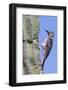 Ladder-Backed Woodpecker-Hal Beral-Framed Photographic Print