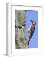 Ladder-Backed Woodpecker-Hal Beral-Framed Photographic Print