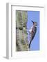 Ladder-Backed Woodpecker-Hal Beral-Framed Photographic Print