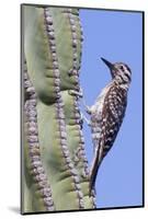 Ladder-Backed Woodpecker-Hal Beral-Mounted Photographic Print