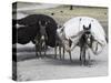 Laden Donkeys, Pal-Kotal-I-Guk, Between Chakhcharan and Jam, Afghanistan-Jane Sweeney-Stretched Canvas