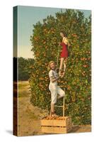 Ladies Picking Oranges, Florida-null-Stretched Canvas