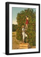 Ladies Picking Oranges, Florida-null-Framed Art Print