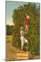 Ladies Picking Oranges, Florida-null-Mounted Art Print