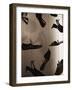 Ladies Shoes Hanging on Wire-Henry Horenstein-Framed Photographic Print