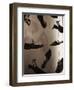 Ladies Shoes Hanging on Wire-Henry Horenstein-Framed Photographic Print