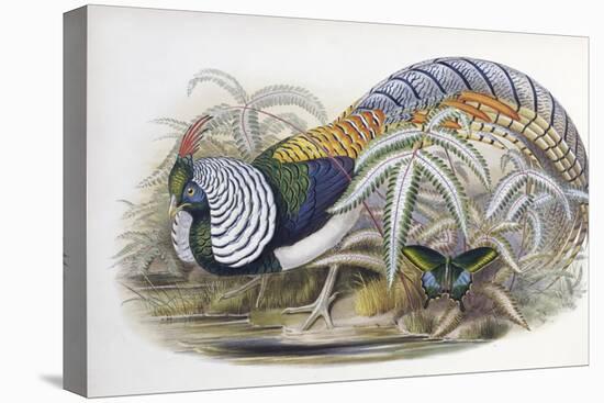 Lady Amherst's Pheasant-John Gould-Stretched Canvas