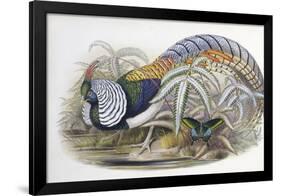 Lady Amherst's Pheasant-John Gould-Framed Giclee Print