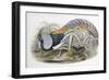 Lady Amherst's Pheasant-John Gould-Framed Giclee Print