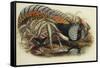 Lady Amherst's Pheasant-Henry Constantine Richter-Framed Stretched Canvas