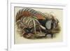 Lady Amherst's Pheasant-Henry Constantine Richter-Framed Giclee Print
